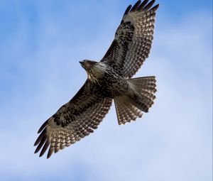 Preview wallpaper red-tailed hawk, hawk, bird, flight, sky