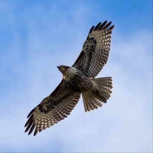 Preview wallpaper red-tailed hawk, hawk, bird, flight, sky