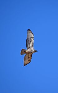 Preview wallpaper red-tailed hawk, hawk, flight, wings, sky