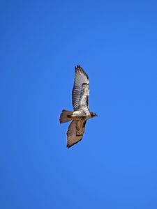 Preview wallpaper red-tailed hawk, hawk, flight, wings, sky