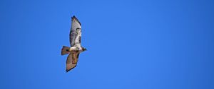 Preview wallpaper red-tailed hawk, hawk, flight, wings, sky