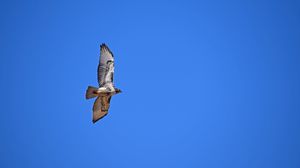 Preview wallpaper red-tailed hawk, hawk, flight, wings, sky