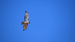 Preview wallpaper red-tailed hawk, hawk, flight, wings, sky