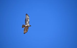 Preview wallpaper red-tailed hawk, hawk, flight, wings, sky