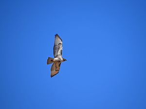 Preview wallpaper red-tailed hawk, hawk, flight, wings, sky