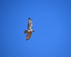 Preview wallpaper red-tailed hawk, hawk, flight, wings, sky