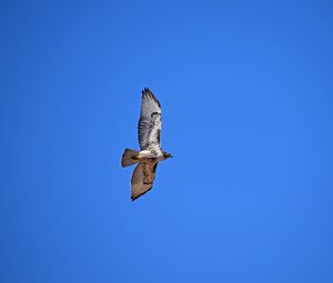 Preview wallpaper red-tailed hawk, hawk, flight, wings, sky