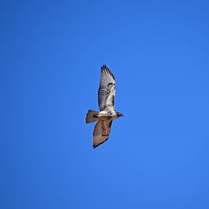 Preview wallpaper red-tailed hawk, hawk, flight, wings, sky