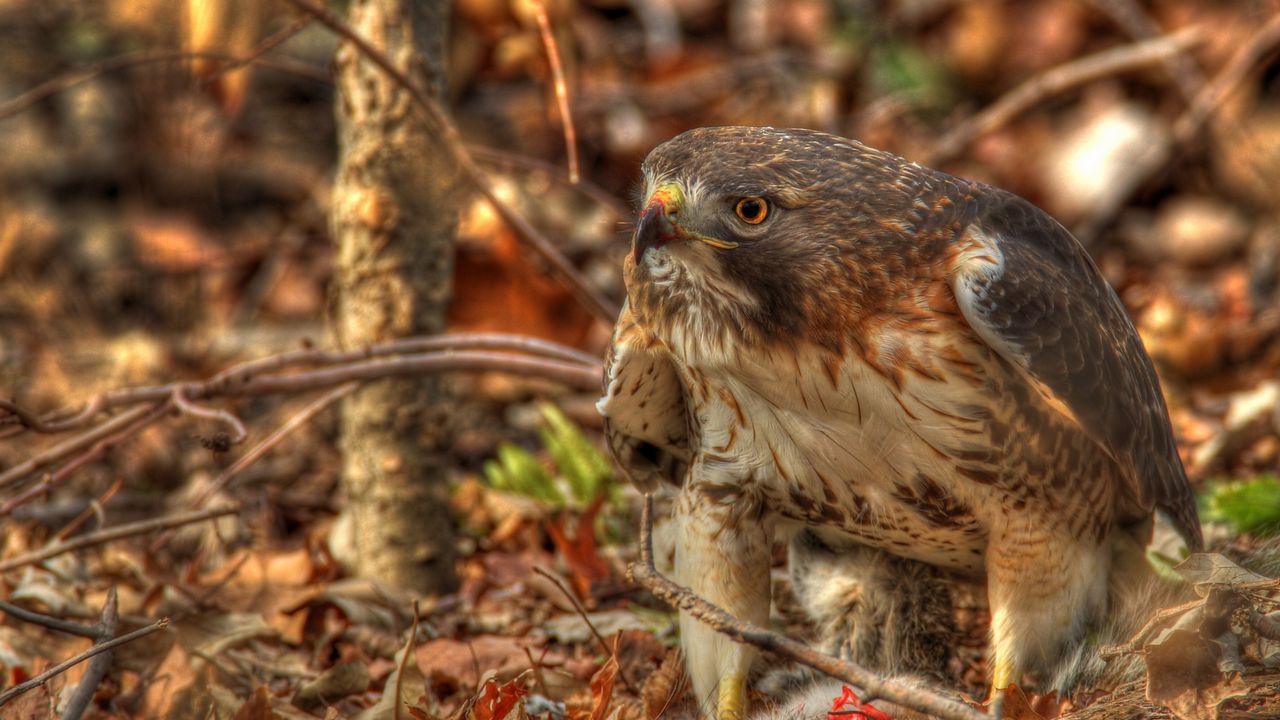 Wallpaper red-tailed hawk, hawk, predator, leaves, hdr