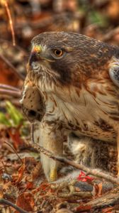 Preview wallpaper red-tailed hawk, hawk, predator, leaves, hdr