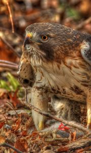 Preview wallpaper red-tailed hawk, hawk, predator, leaves, hdr