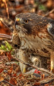 Preview wallpaper red-tailed hawk, hawk, predator, leaves, hdr