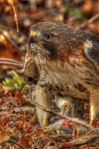 Preview wallpaper red-tailed hawk, hawk, predator, leaves, hdr