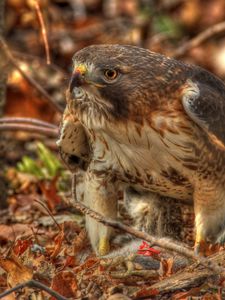 Preview wallpaper red-tailed hawk, hawk, predator, leaves, hdr