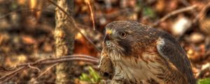 Preview wallpaper red-tailed hawk, hawk, predator, leaves, hdr