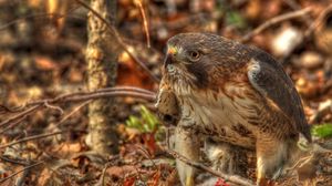 Preview wallpaper red-tailed hawk, hawk, predator, leaves, hdr