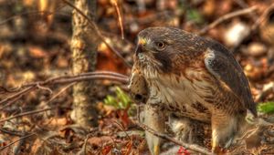 Preview wallpaper red-tailed hawk, hawk, predator, leaves, hdr