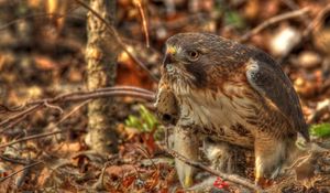 Preview wallpaper red-tailed hawk, hawk, predator, leaves, hdr