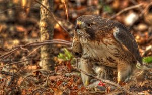 Preview wallpaper red-tailed hawk, hawk, predator, leaves, hdr