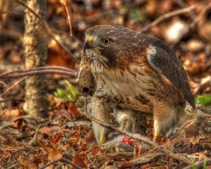 Preview wallpaper red-tailed hawk, hawk, predator, leaves, hdr