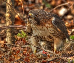 Preview wallpaper red-tailed hawk, hawk, predator, leaves, hdr