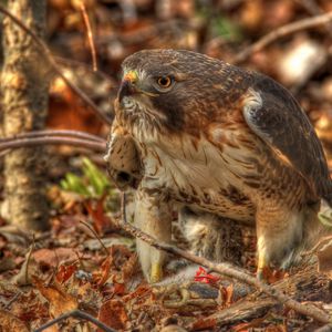 Preview wallpaper red-tailed hawk, hawk, predator, leaves, hdr