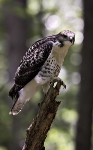 Preview wallpaper red-tailed hawk, wild, bird, log