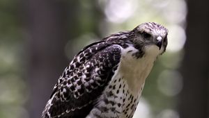 Preview wallpaper red-tailed hawk, wild, bird, log