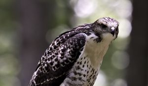 Preview wallpaper red-tailed hawk, wild, bird, log