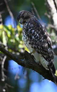 Preview wallpaper red-tailed hawk, wild, bird, branch, blur