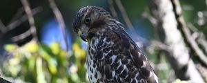 Preview wallpaper red-tailed hawk, wild, bird, branch, blur