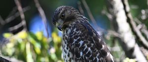 Preview wallpaper red-tailed hawk, wild, bird, branch, blur