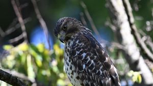 Preview wallpaper red-tailed hawk, wild, bird, branch, blur