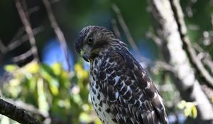 Preview wallpaper red-tailed hawk, wild, bird, branch, blur