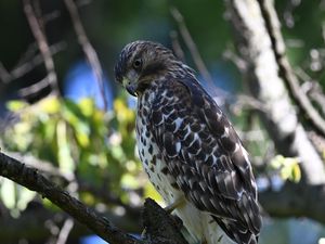 Preview wallpaper red-tailed hawk, wild, bird, branch, blur