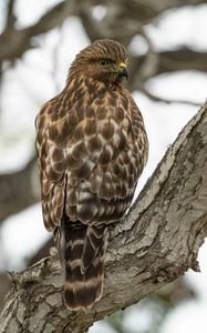 Preview wallpaper red-tailed hawk, wild, bird, bark, tree