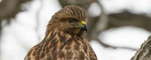 Preview wallpaper red-tailed hawk, wild, bird, bark, tree