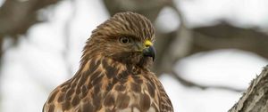 Preview wallpaper red-tailed hawk, wild, bird, bark, tree