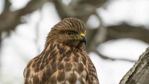 Preview wallpaper red-tailed hawk, wild, bird, bark, tree