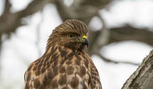 Preview wallpaper red-tailed hawk, wild, bird, bark, tree