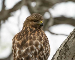 Preview wallpaper red-tailed hawk, wild, bird, bark, tree