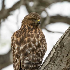 Preview wallpaper red-tailed hawk, wild, bird, bark, tree
