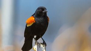 Preview wallpaper red-winged blackbird, bird, color