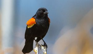 Preview wallpaper red-winged blackbird, bird, color
