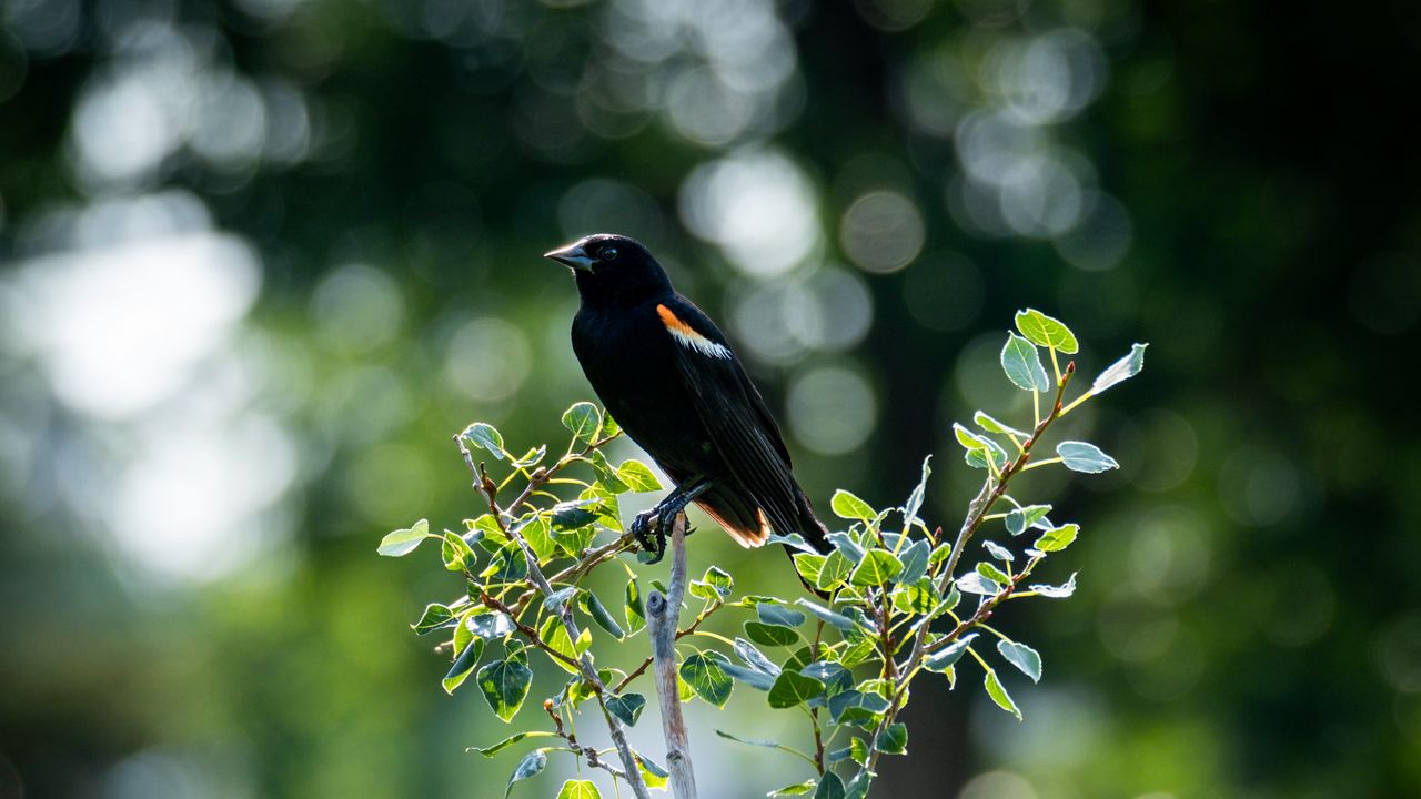 Wallpaper red-winged blackbird, bird, tree, blur