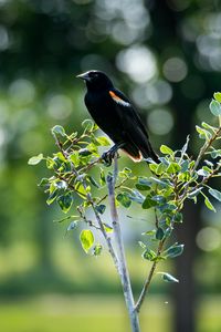 Preview wallpaper red-winged blackbird, bird, tree, blur