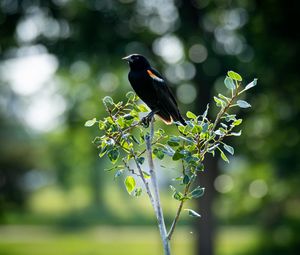 Preview wallpaper red-winged blackbird, bird, tree, blur