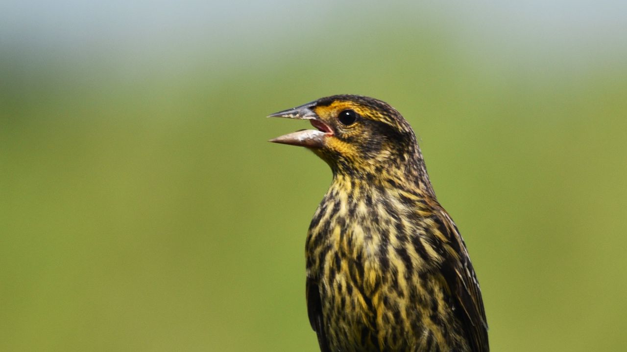 Wallpaper red-winged blackbird, blackbird, bird