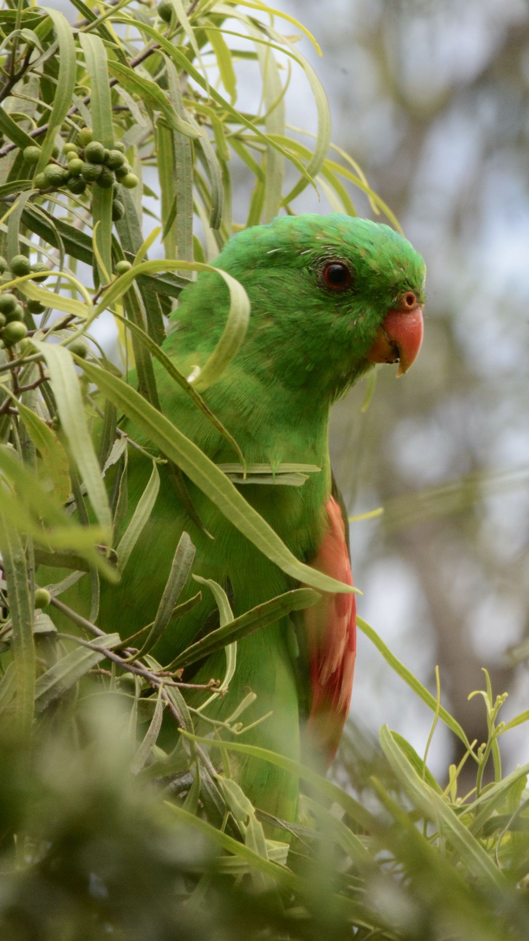 Download wallpaper 1080x1920 red-winged parrot, parrot, bird, branches ...