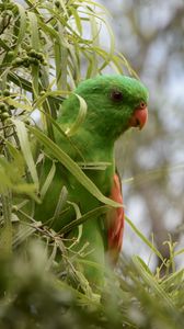 Preview wallpaper red-winged parrot, parrot, bird, branches, green